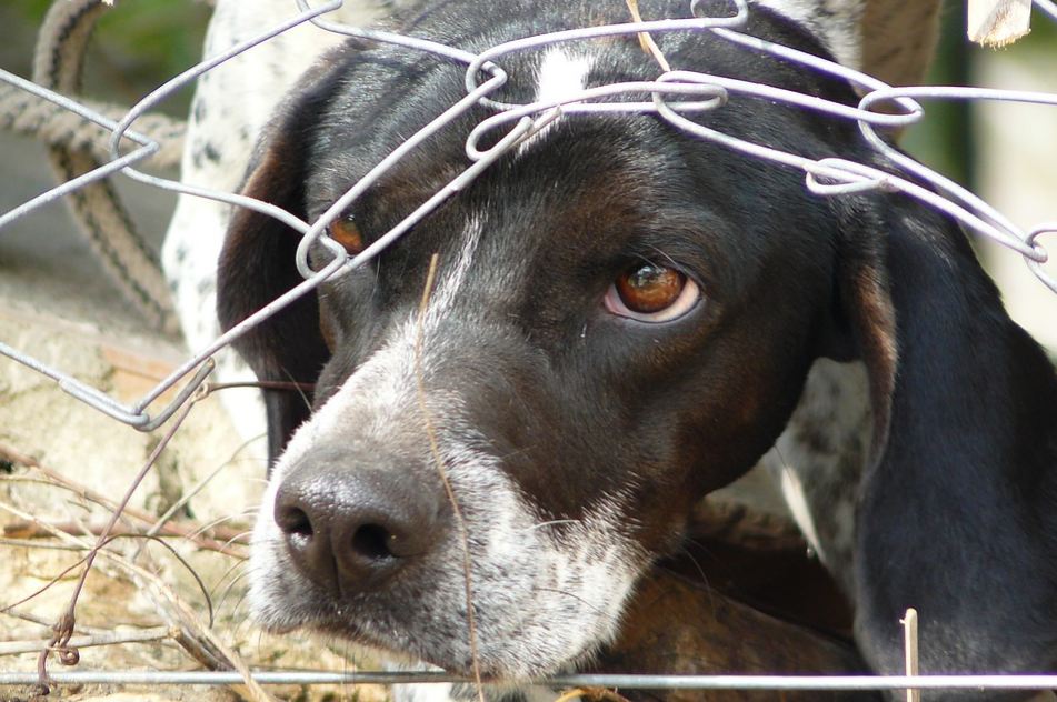 animal-torture-dog-abuse-socialy-responsible-ethical-fashion